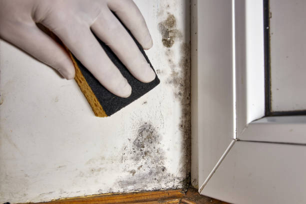 Best Industrial Mold Remediation  in Whitesboro, AL